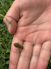Stylogomphus albistylus
