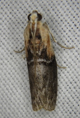 Sciota basilaris