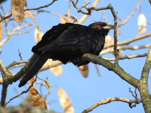 Eudynamys scolopaceus