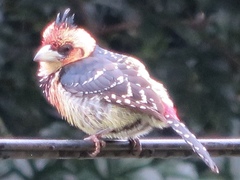 Trachyphonus vaillantii vaillantii