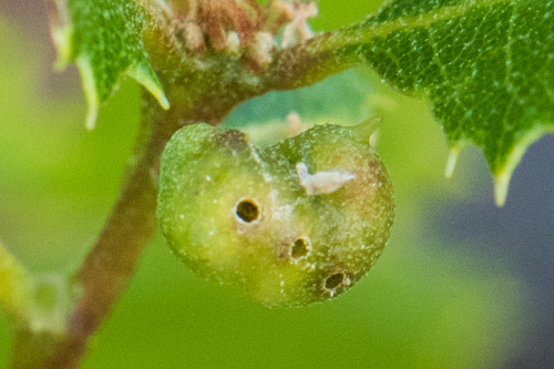 Neuroterus Fragilis