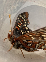 Euphydryas editha