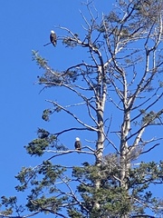 Haliaeetus leucocephalus
