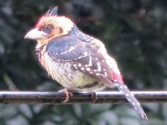 Trachyphonus vaillantii vaillantii