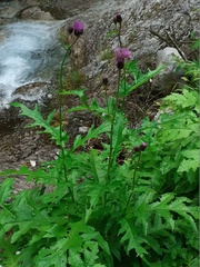 Cirsium alsophilum