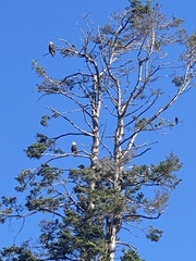 Haliaeetus leucocephalus