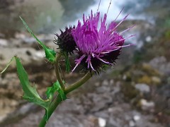 Cirsium alsophilum