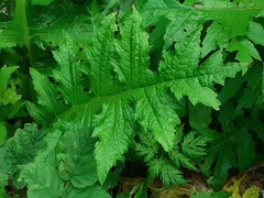 Cirsium alsophilum