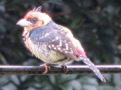 Trachyphonus vaillantii vaillantii