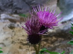 Cirsium alsophilum