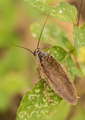 Epilamprinae