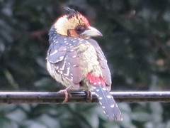 Trachyphonus vaillantii vaillantii