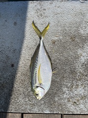 Chloroscombrus chrysurus