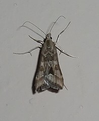 Hellula