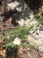 Oenothera nuttallii