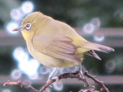 Zosterops virens virens