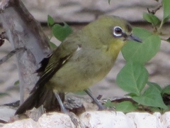 Zosterops virens virens