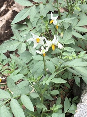 Solanum jamesii