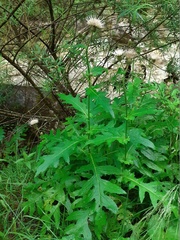 Cirsium alsophilum