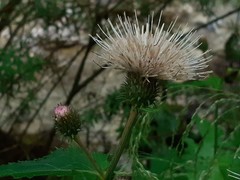 Cirsium alsophilum