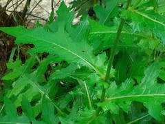 Cirsium alsophilum