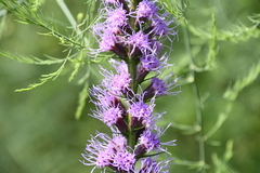 Liatris spicata spicata