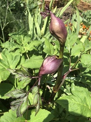 Angelica gigas