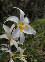 Erythronium montanum