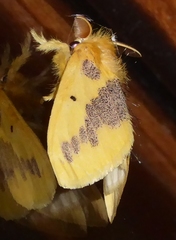 Euproctis staudingeri