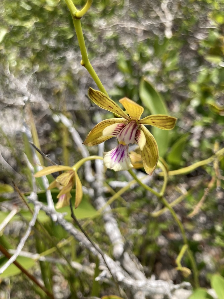 Encyclia inaguensis