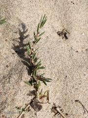 Polygonum maritimum