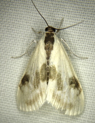 Cliniodes ostreonalis