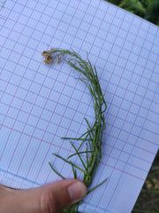 Sisymbrium austriacum