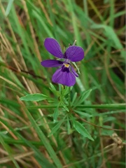 Viola dubyana