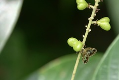 Ricanoptera fenestrata