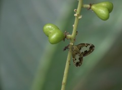 Ricanoptera fenestrata