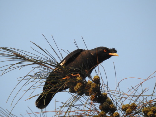 Acridotheres cristatellus