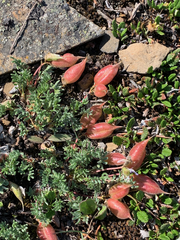 Oxytropis podocarpa