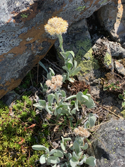 Antennaria lanata