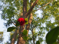 Camellia oligophlebia