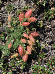 Oxytropis podocarpa