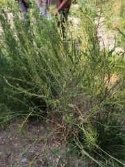 Sisymbrium austriacum