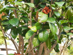 Camellia oligophlebia