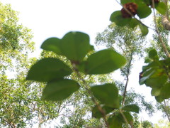 Camellia oligophlebia