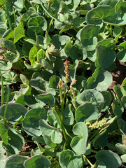 Oxyria digyna