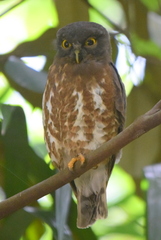 Ninox scutulata