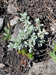 Antennaria lanata