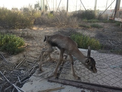 Gazella arabica