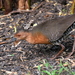 Band-bellied Crake - Photo (c) Tan Kok Hui, some rights reserved (CC BY-NC), uploaded by Tan Kok Hui