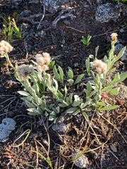 Antennaria lanata